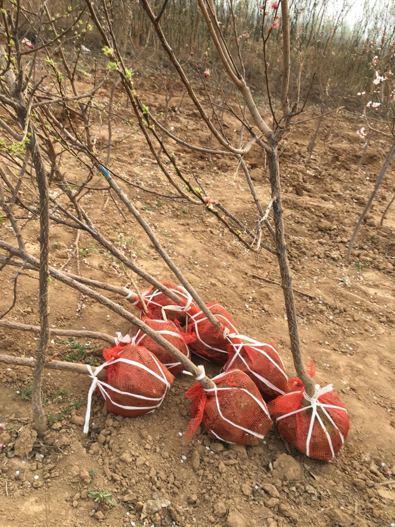 3公分定植梨树4公分梨树5公分梨树价格