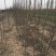 3公分定植梨树4公分梨树5公分梨树价格