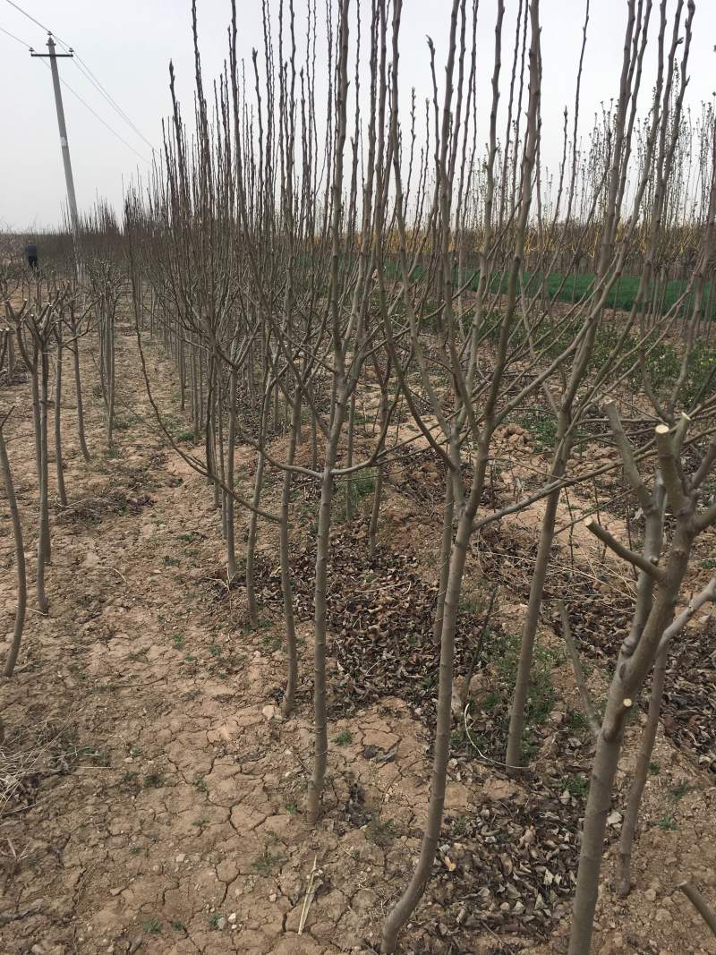 3公分定植梨树4公分梨树5公分梨树价格