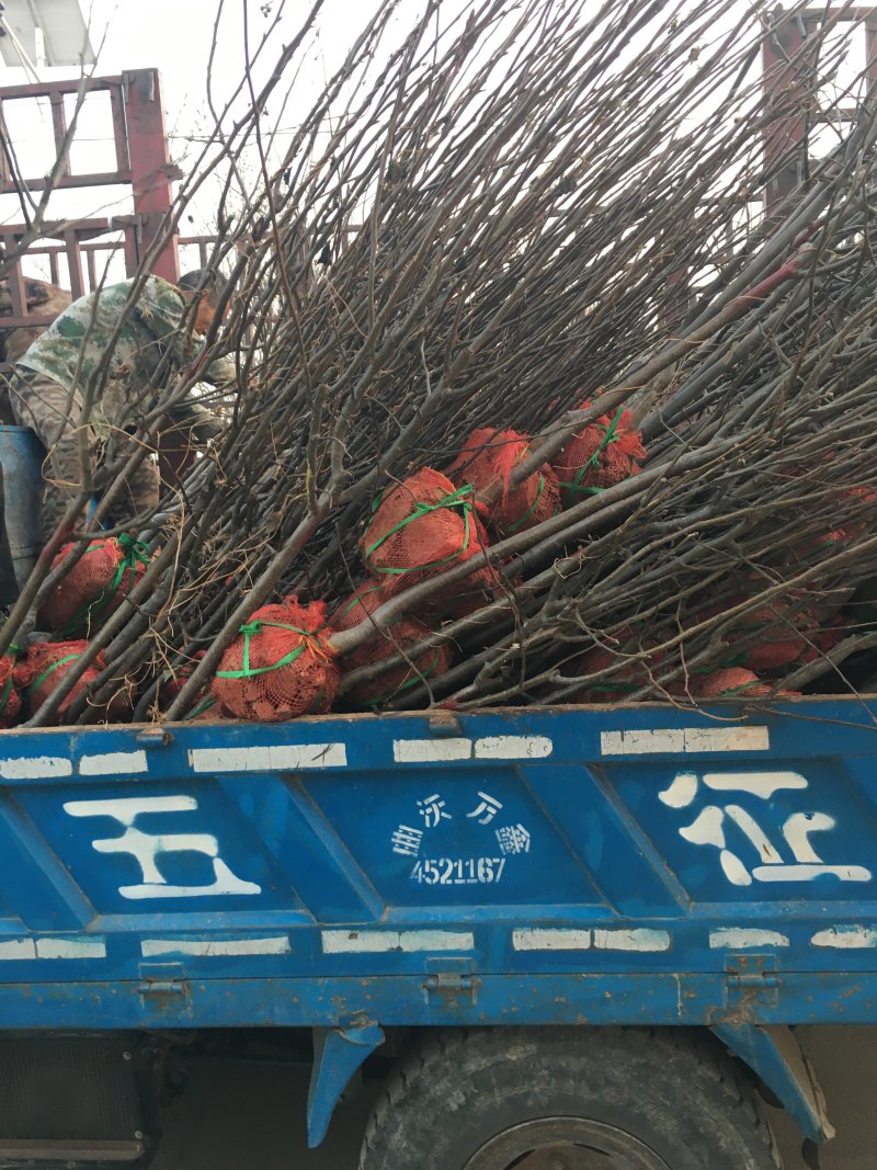 3公分定植梨树4公分梨树5公分梨树价格