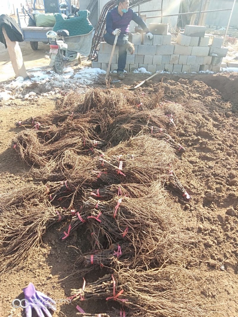 克伦生葡萄苗(晚熟自然无核，脆甜多汁，保纯保活基地直发)