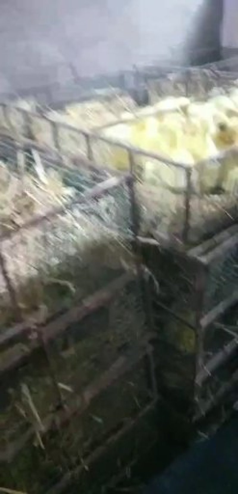 大种鹅苗