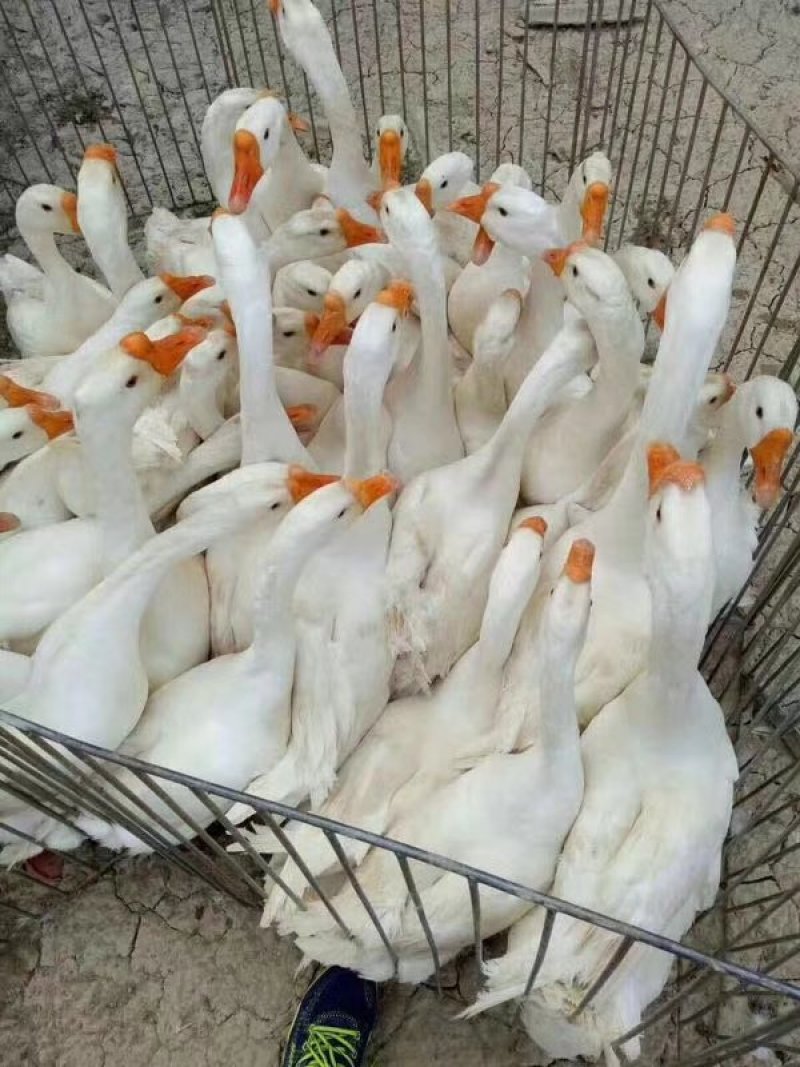 大种鹅苗