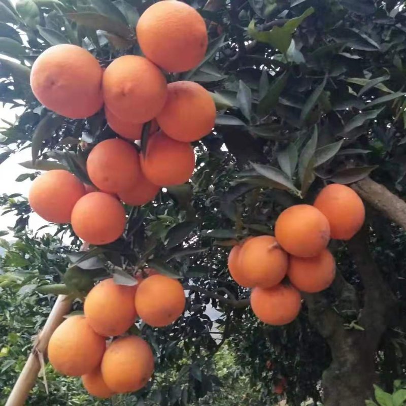 奉节脐橙