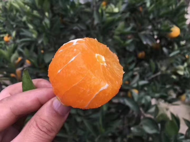 奉节脐橙