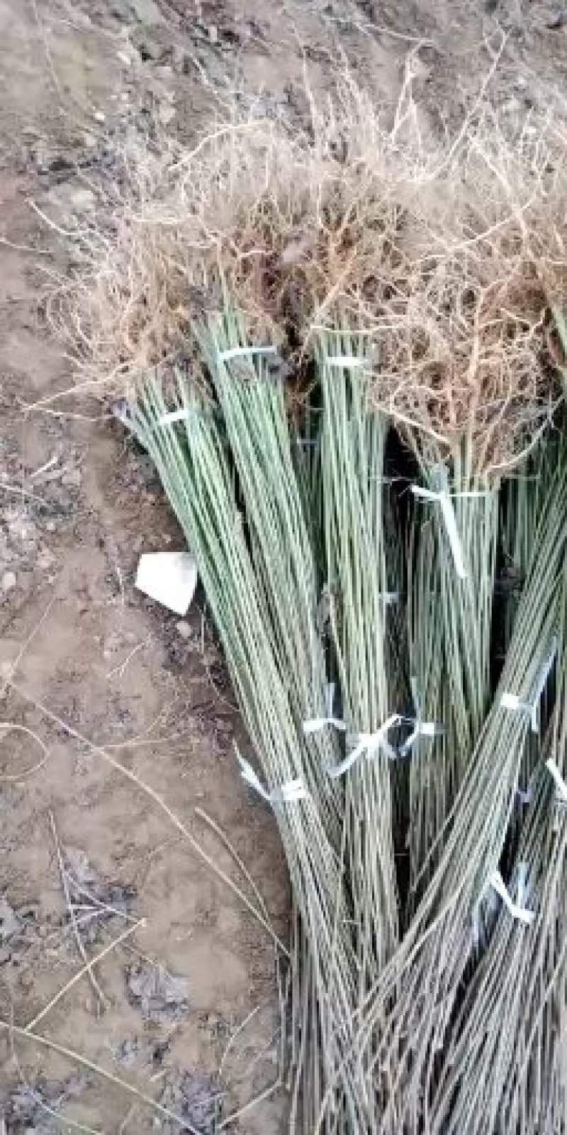 陕西省隆辉煌农业发展有限公司毛叶山桐子种苗