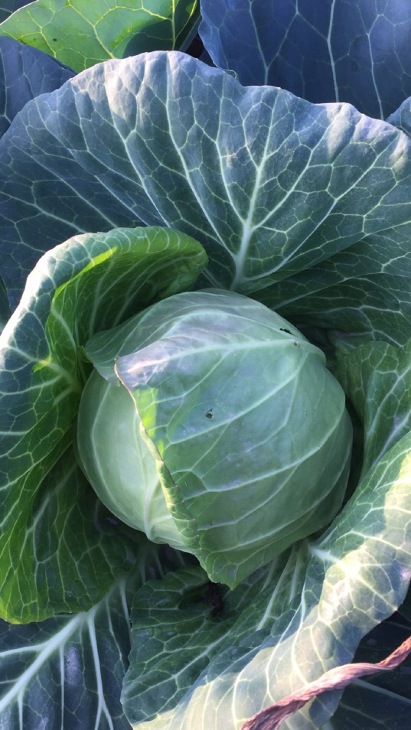 湖北甘兰旺旺包菜圆包菜上市合作社直供质优价廉