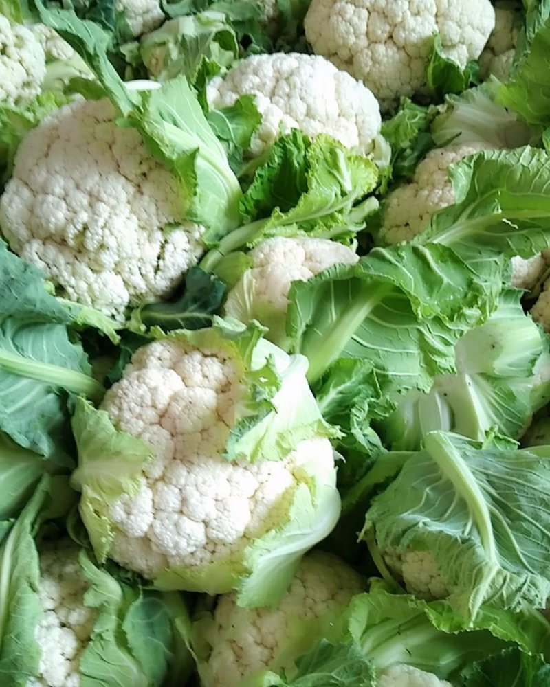 汉中白花菜花2~3斤紧花乳白，现货，产地一手货源