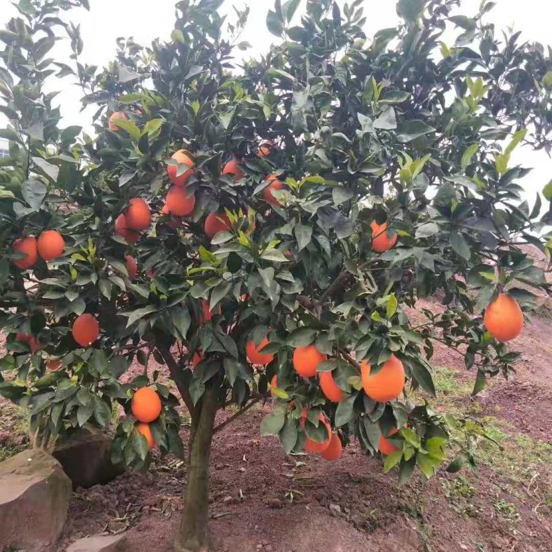 奉节脐橙