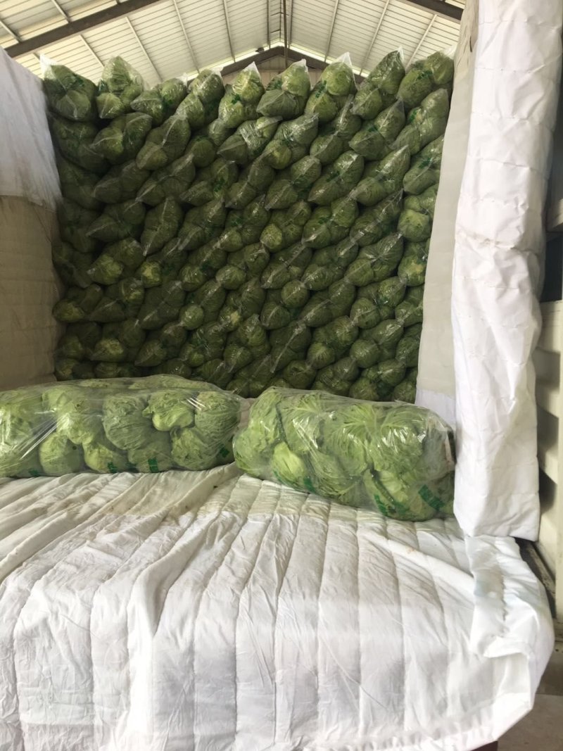单县精品大棚甘蓝，品质保证，货源充足，可视频看货
