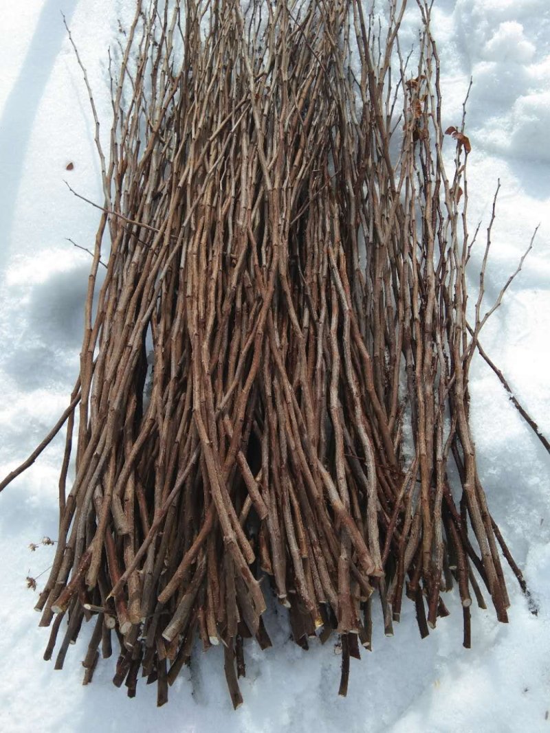 金丝吊蝴蝶树苗嫁接繁育种条金丝吊蝴蝶接穗现苗出圃