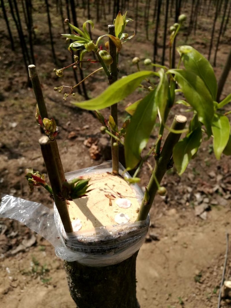 金丝吊蝴蝶树苗嫁接繁育种条金丝吊蝴蝶接穗现苗出圃
