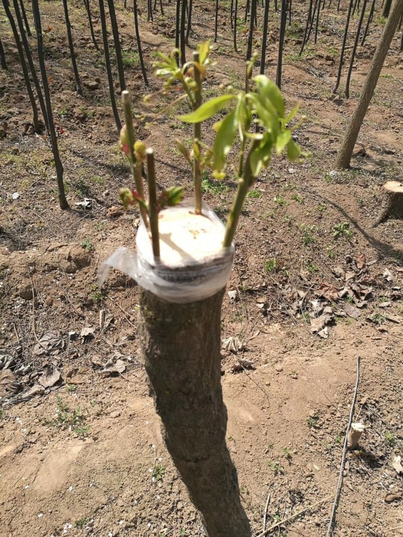 金丝吊蝴蝶树苗嫁接繁育种条金丝吊蝴蝶接穗现苗出圃