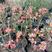 长寿冠海棠日本海棠景观美爆了盆栽包邮。
