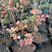 长寿冠海棠日本海棠景观美爆了盆栽包邮。