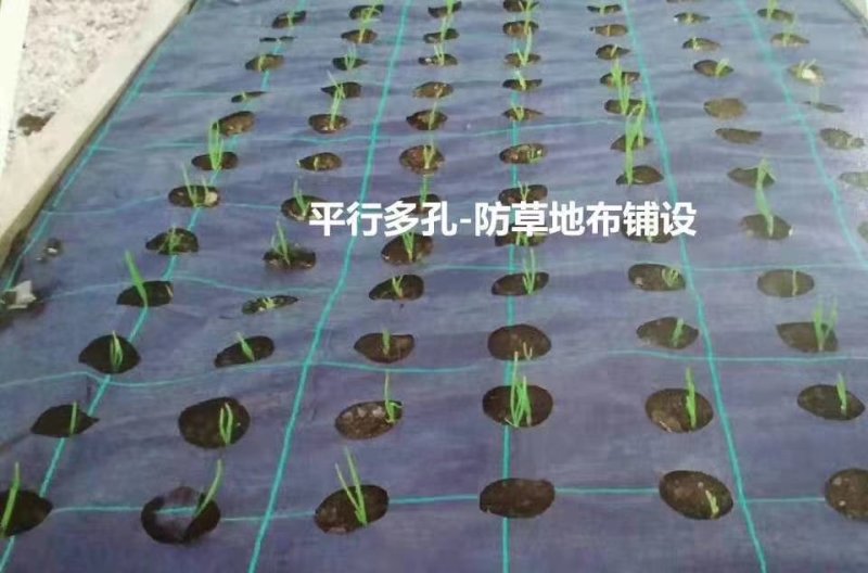 防草布园艺地布果树专用单张防草布抗氧化防草布
