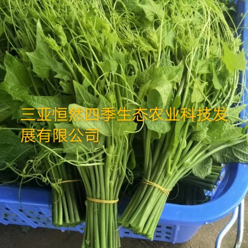 龙须菜嫩菜佛手瓜苗菜瓜尖菜