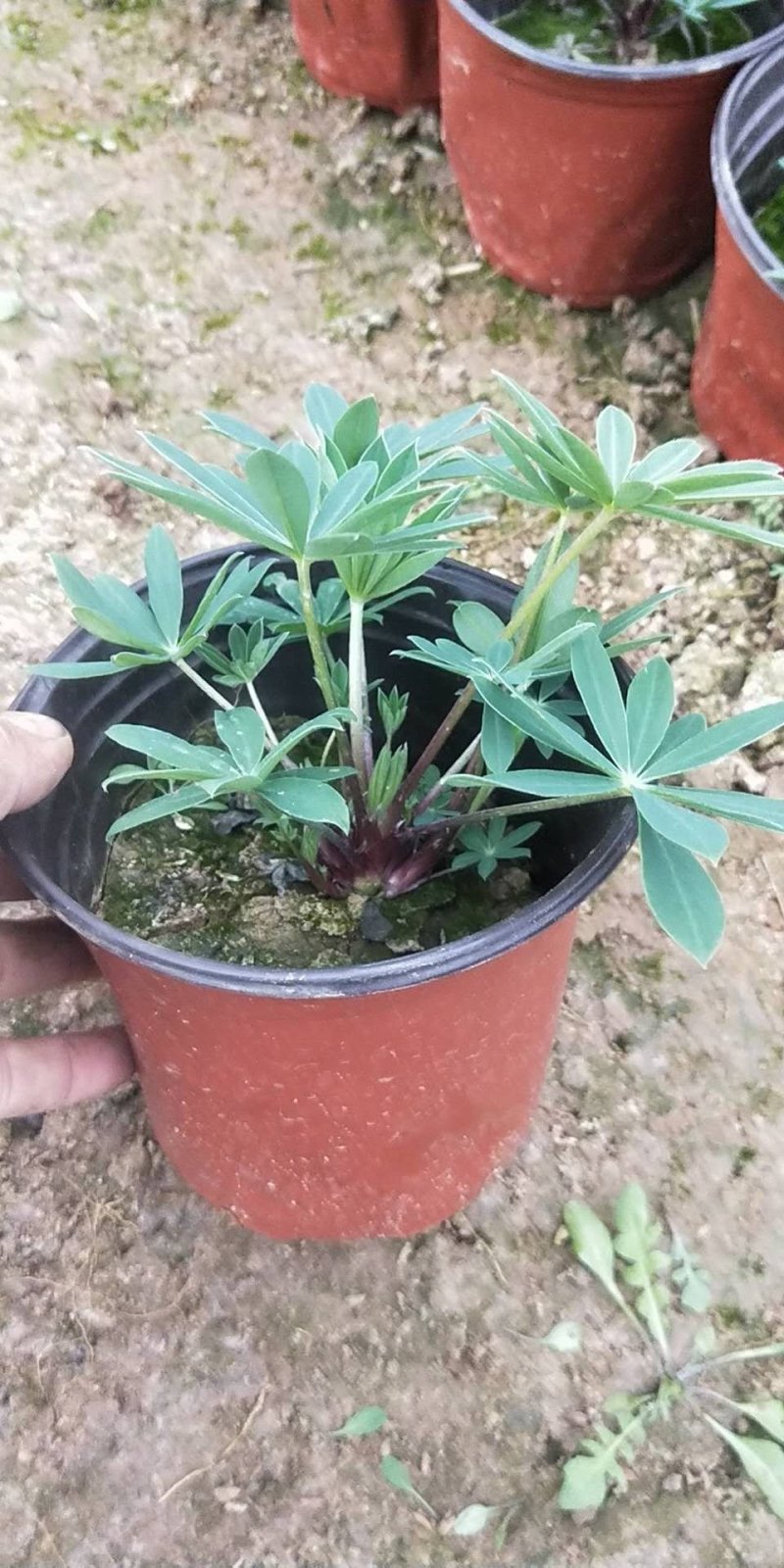 鲁冰花，羽扇豆，可提供养种植技术规划等等