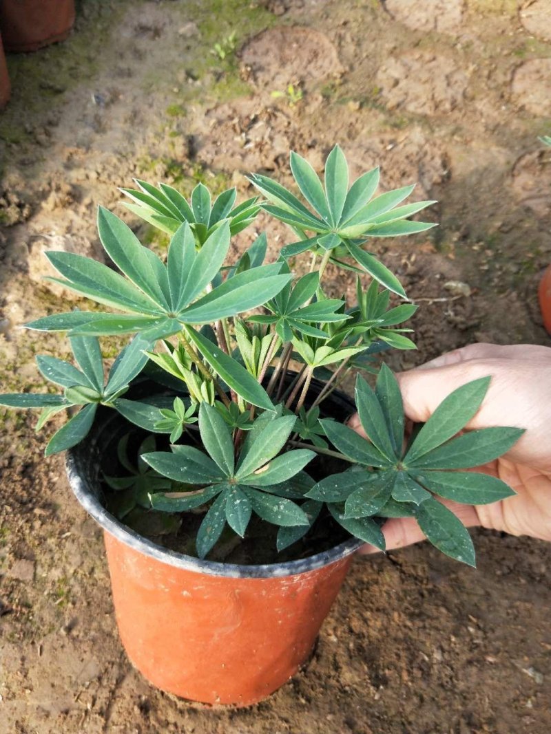 鲁冰花，羽扇豆，可提供养种植技术规划等等