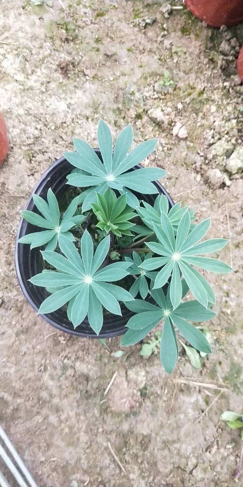 鲁冰花，羽扇豆，可提供养种植技术规划等等