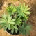 鲁冰花，羽扇豆，可提供养种植技术规划等等