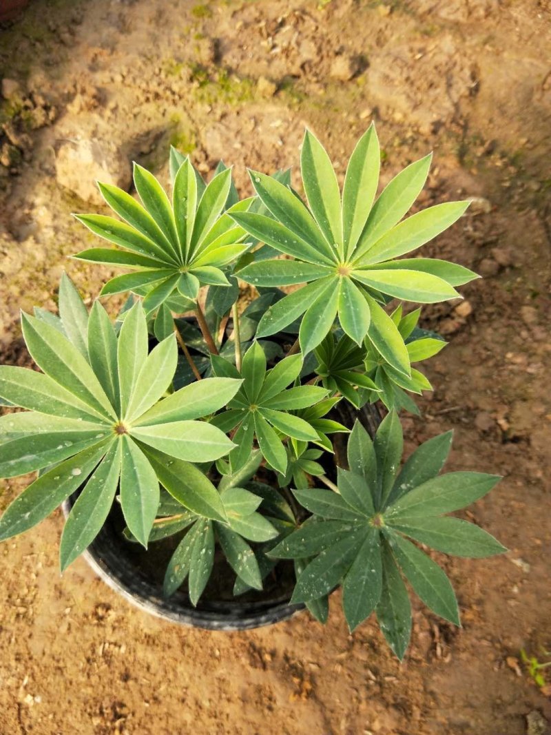 鲁冰花，羽扇豆，可提供养种植技术规划等等
