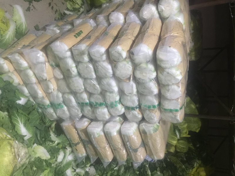 河北张家口坝上康保县黄心大白菜量大货好产地直供
