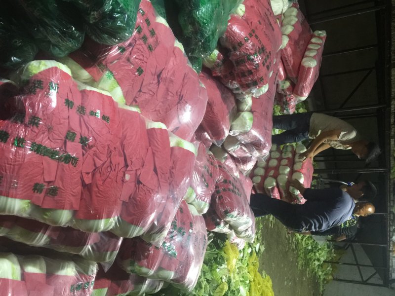 河北张家口坝上康保县黄心大白菜量大货好产地直供