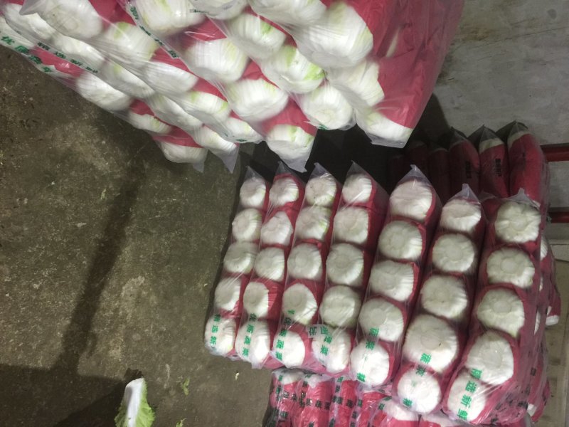 河北张家口坝上康保县黄心大白菜量大货好产地直供