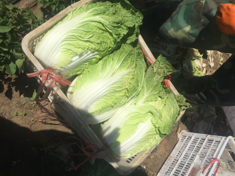 河北张家口坝上康保县黄心大白菜量大货好产地直供
