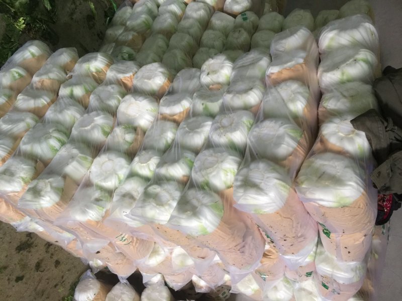 河北张家口坝上康保县黄心大白菜量大货好产地直供
