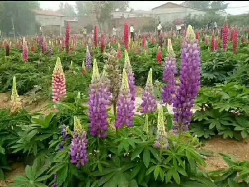 鲁冰花，羽扇豆，可提供养种植技术规划等等