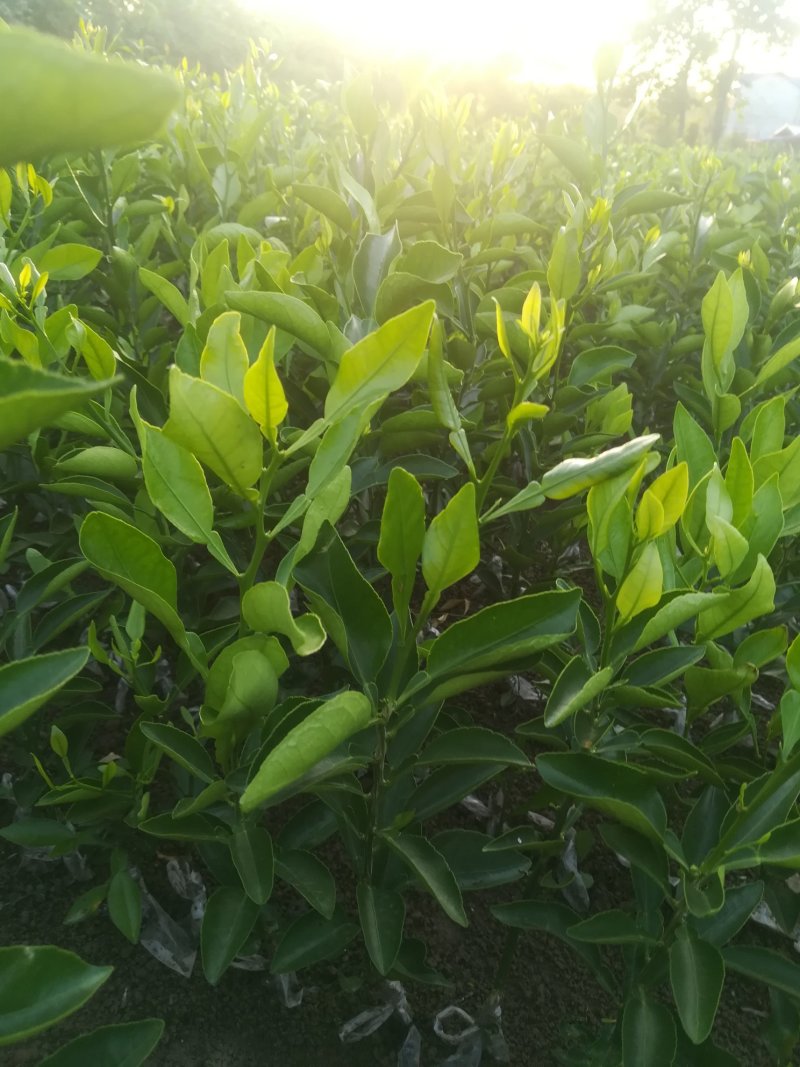 不知火