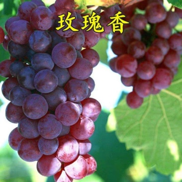 葡萄苗玫瑰香葡萄苗，品质好，产量高