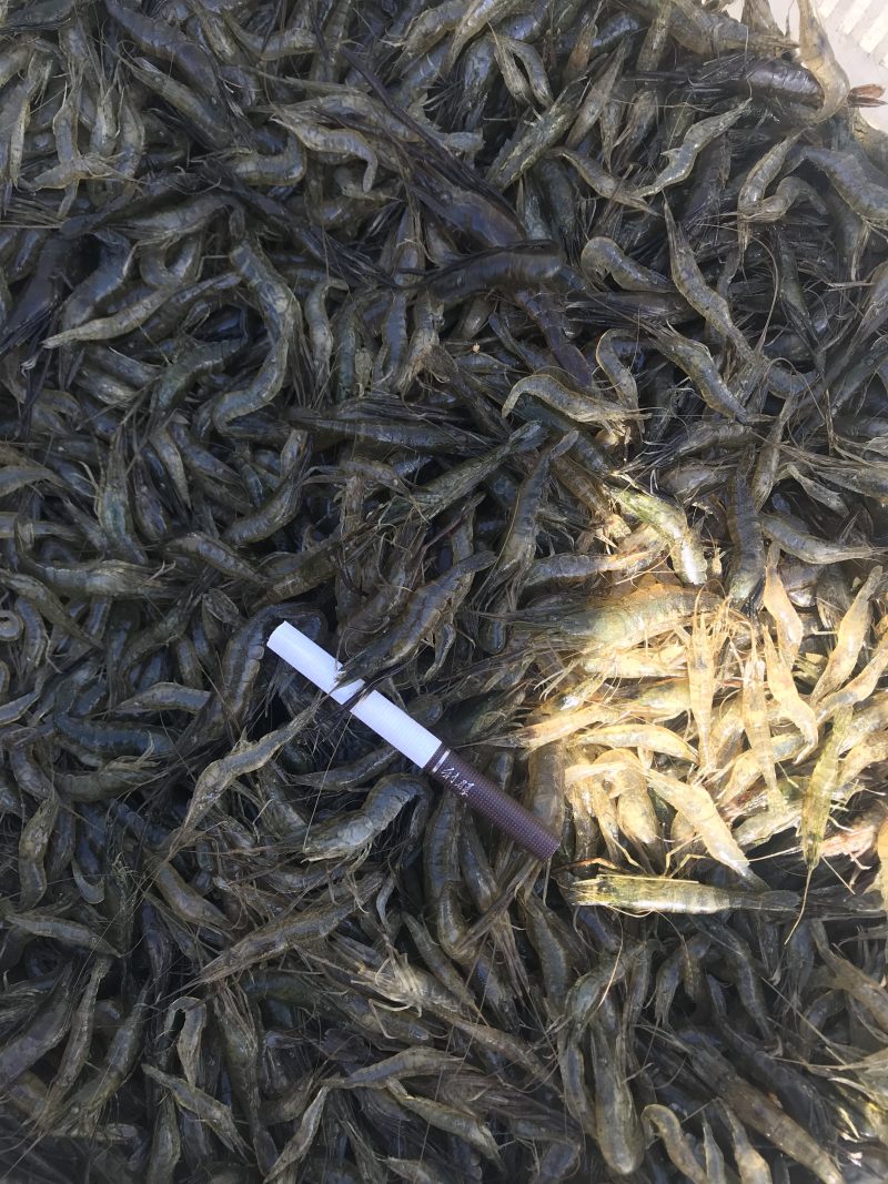 河虾，活体冻板冰鲜2-4规格，3-5规格请提前预定