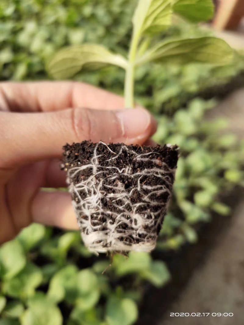 甜瓜苗羊角蜜甜瓜苗博洋甜瓜苗现货发售绿宝苗包技术指