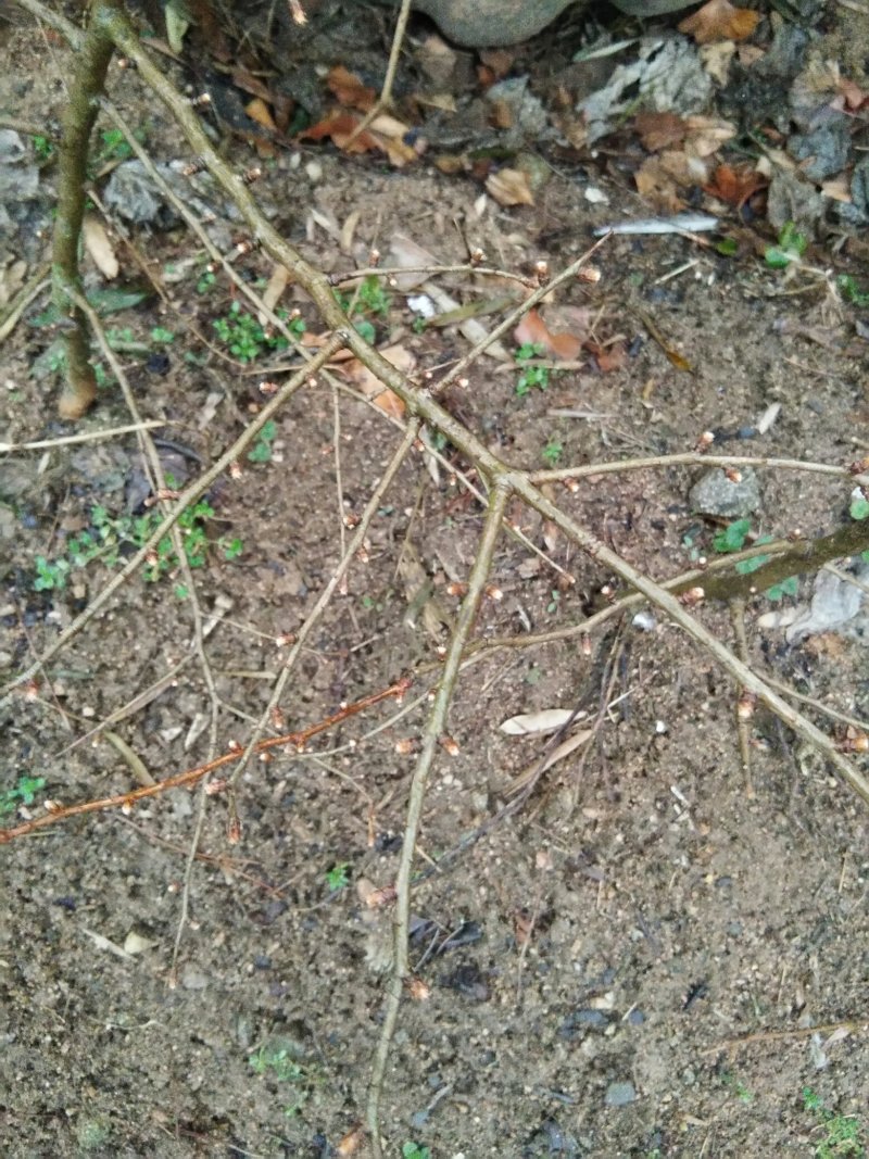 金钱松树苗金钱松盆景素材绿化工程庭院美化