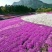 芝英福禄考达理尔花海用花可提供养殖技术