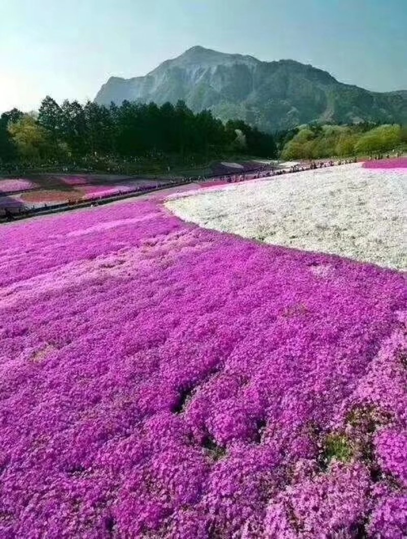 芝英福禄考达理尔花海用花可提供养殖技术