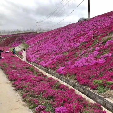 芝英福禄考达理尔花海用花可提供养殖技术