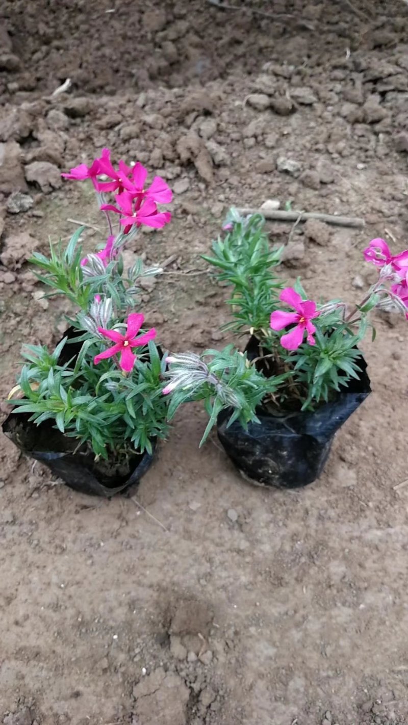 芝英福禄考达理尔花海用花可提供养殖技术