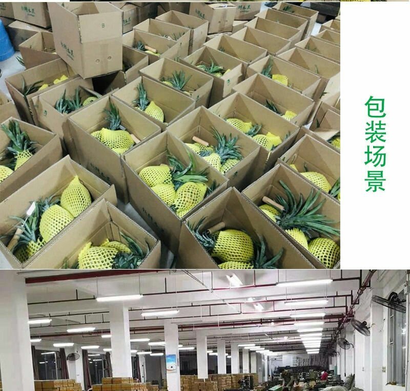 新鲜菠萝云南水果当季香水小菠萝5斤9斤包邮