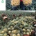 新鲜菠萝云南水果当季香水小菠萝5斤9斤包邮