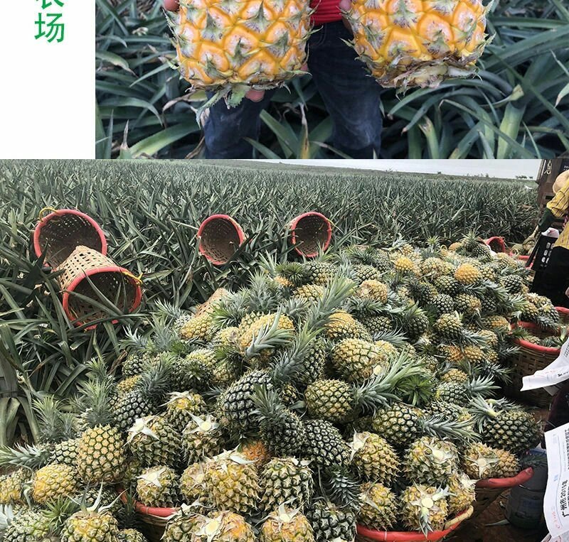 新鲜菠萝云南水果当季香水小菠萝5斤9斤包邮