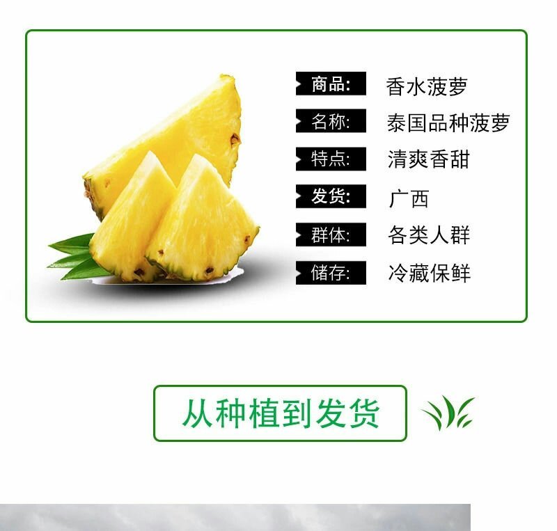 新鲜菠萝云南水果当季香水小菠萝5斤9斤包邮