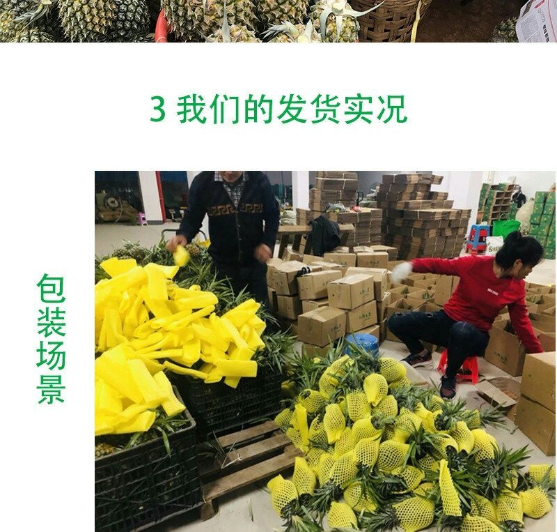 新鲜菠萝云南水果当季香水小菠萝5斤9斤包邮
