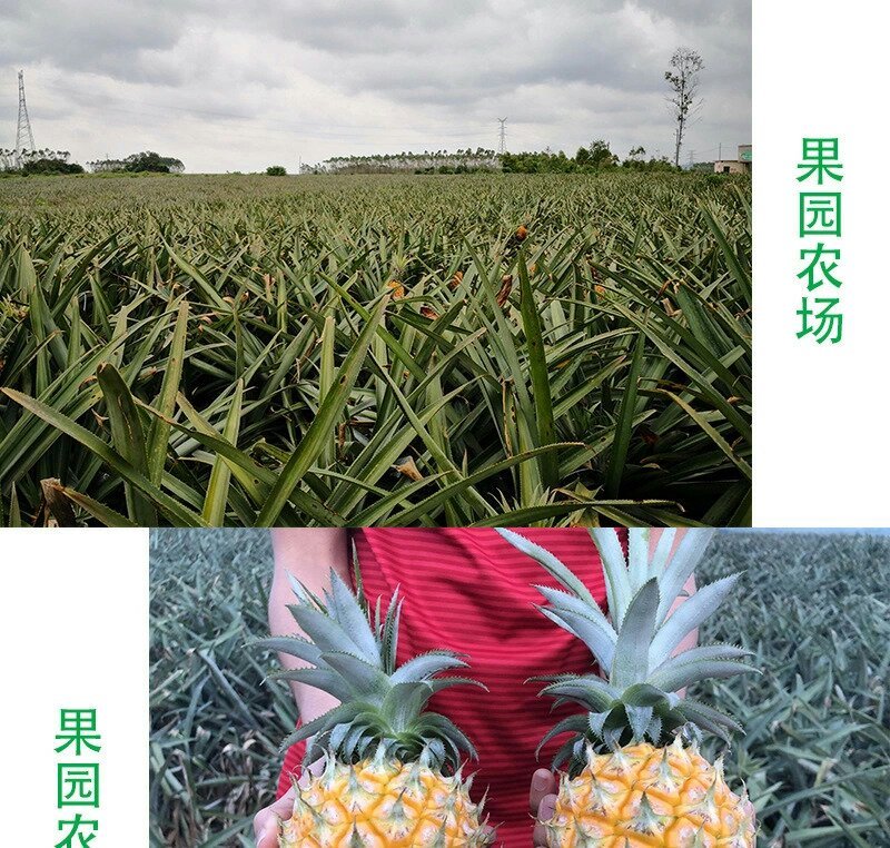 新鲜菠萝云南水果当季香水小菠萝5斤9斤包邮
