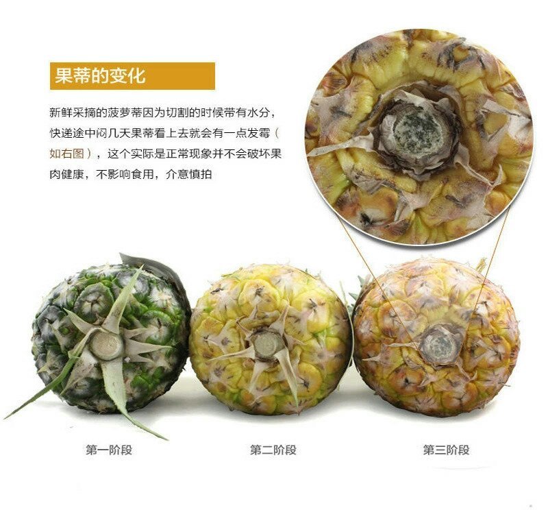 新鲜菠萝云南水果当季香水小菠萝5斤9斤包邮