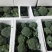 冷库西兰花冬青阳光台绿喜鹊都有品种齐全工厂货