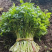 山胡萝卜🥕英子吉林省长白山地区